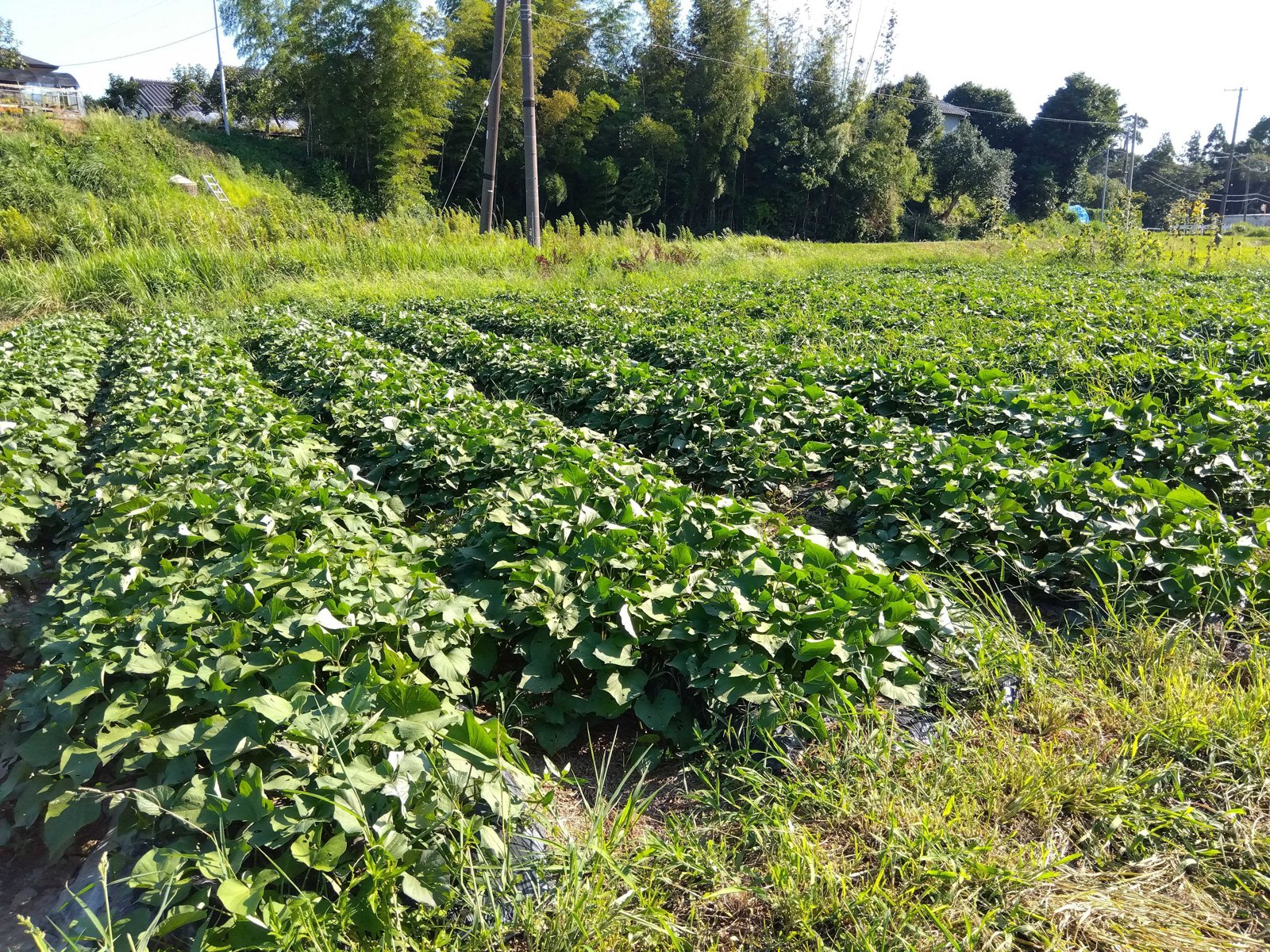 葉が茂ってきた露地サツマイモの畑