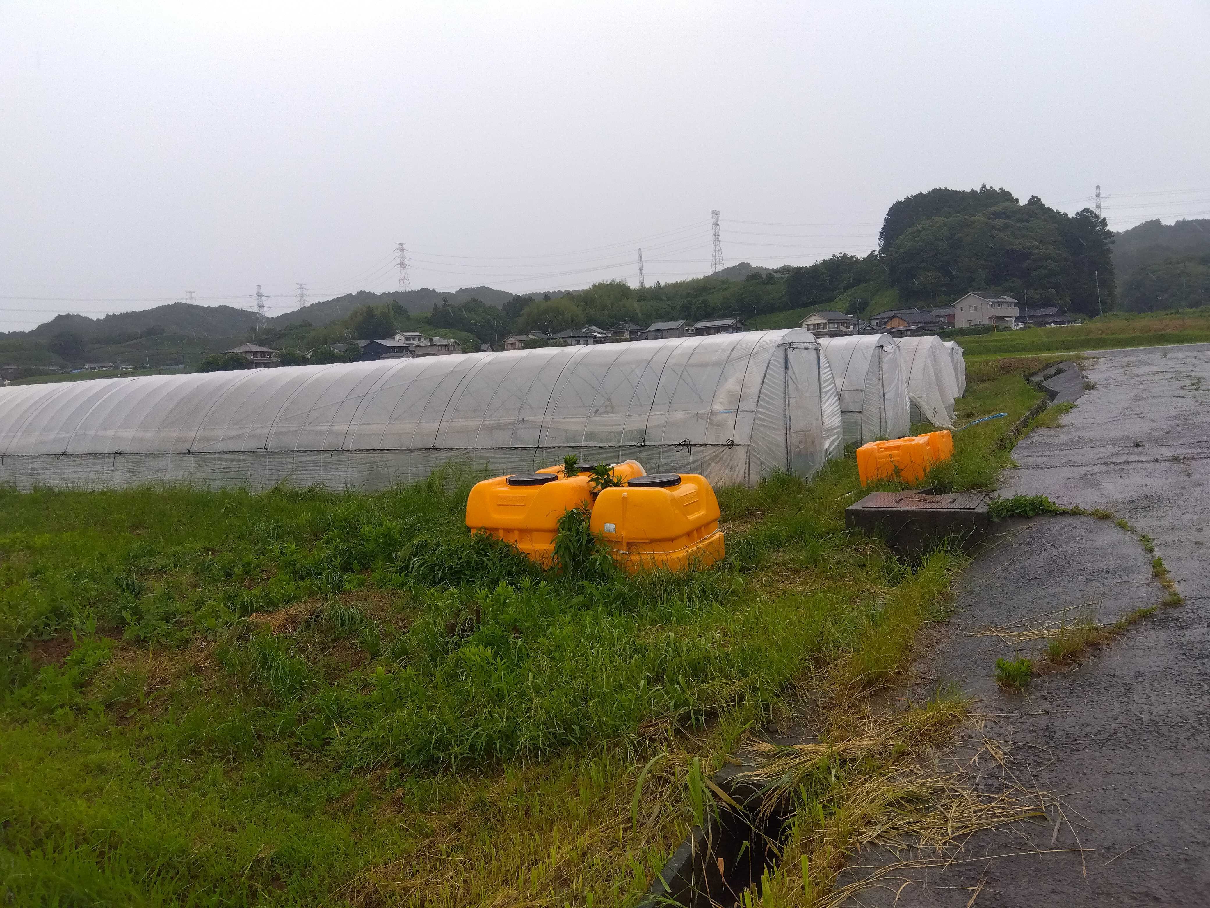 雨の朝の圃場の風景